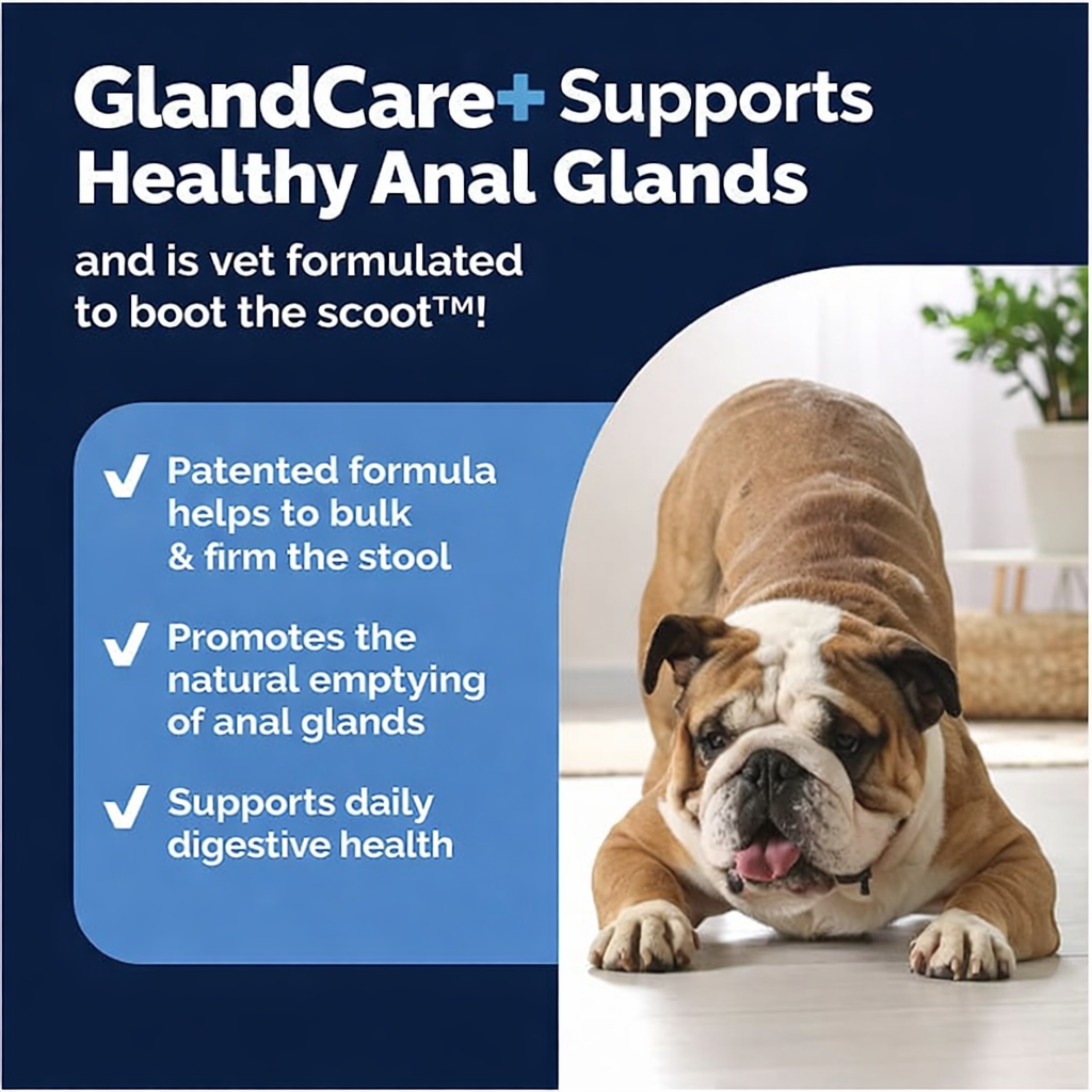 Lorin - GlandCare+ Anal Gland Chews for Dogs — Natural Gland Support Supplement